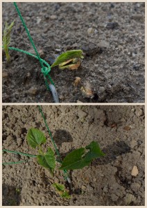 Gemüsegarten im April 2014