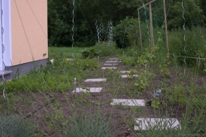 Gemüsegarten im Juni - ich war doch nur kurz weg!