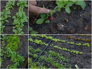 Gemüsegarten - im Juni