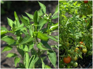 Gemüsegarten - Ende Juli 2014