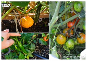 Garteneinblick Mitte August 2015