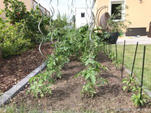 Garteneinblick Juni 2017