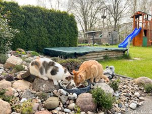 Garteneinblick - April 2022 - Katzen trinken aus der Vogeltränke